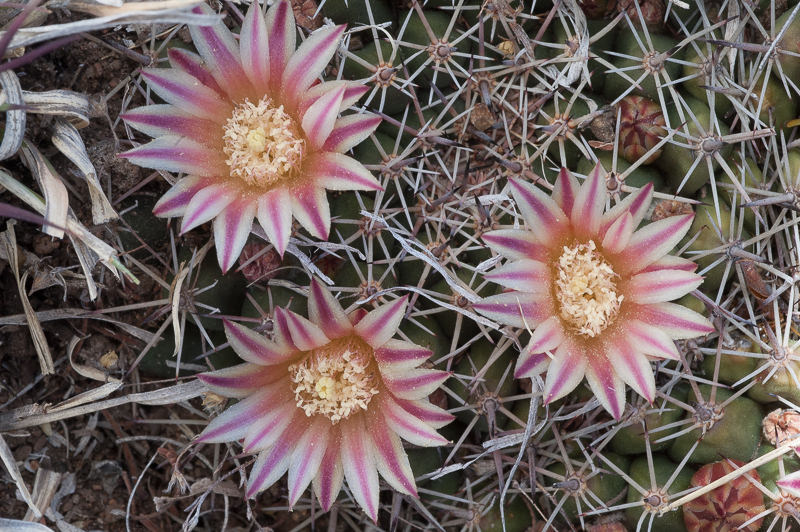 Mammillaria wagneriana var. tortulospina